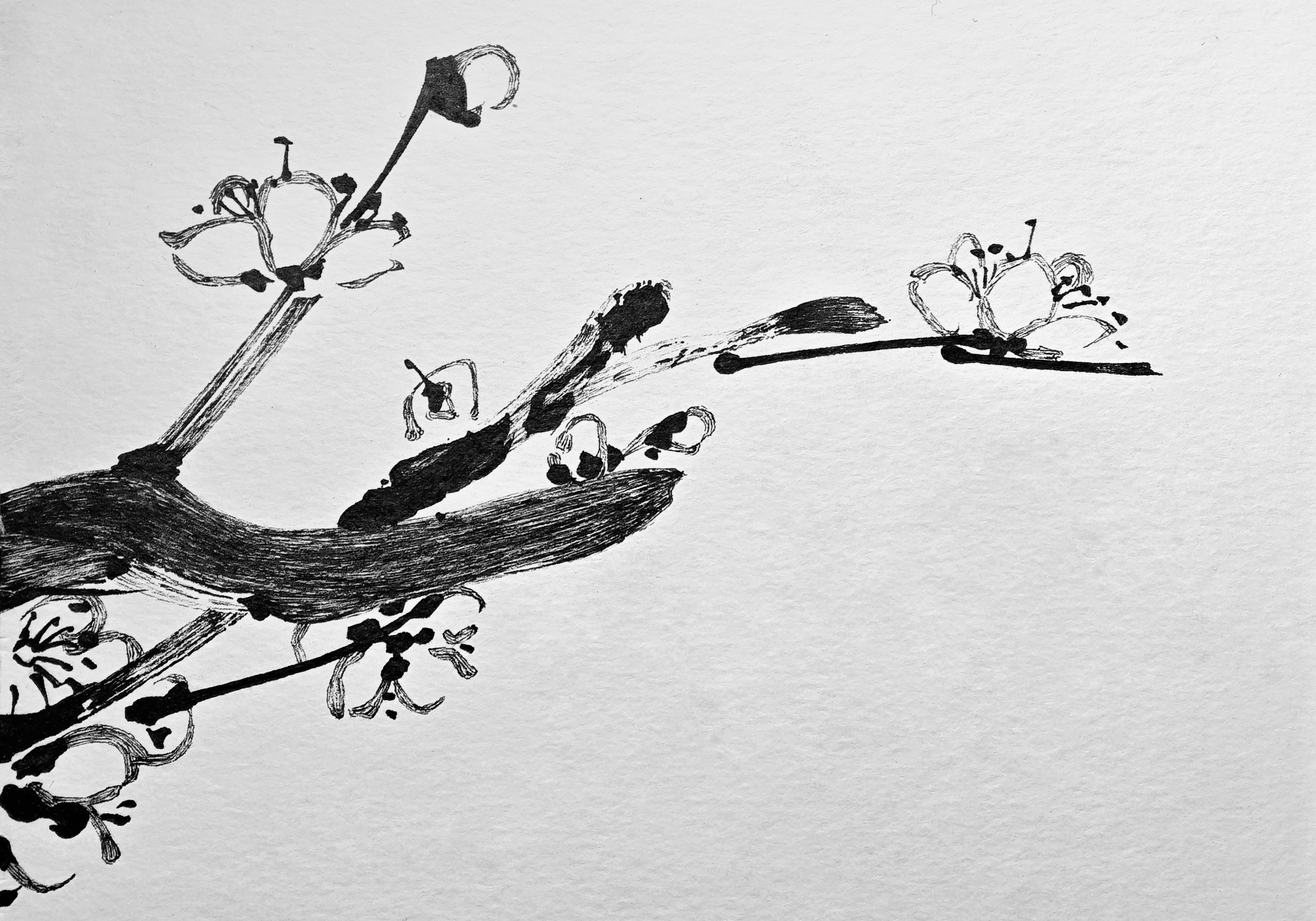 Plum Blossom